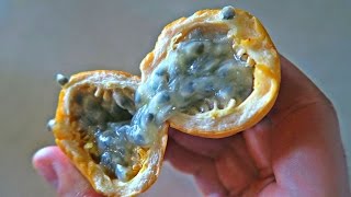 Passion Fruit Taste Test