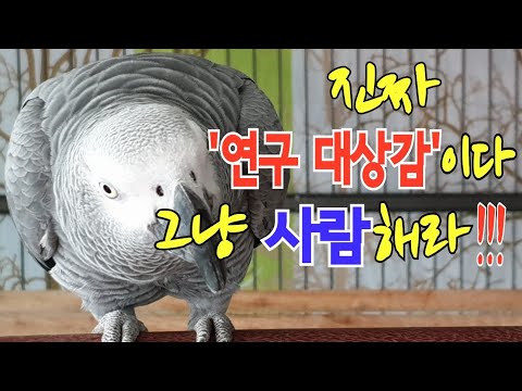 찐이야~perfect~ <strong>회색앵무</strong> 연구대상 똘이