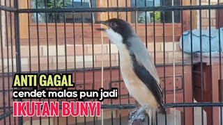Suara Cendet Gacor Toet toet Efektif Anti Gagal Bikin Cendet Malas pun Langsung Nyaut Bunyi Seketika