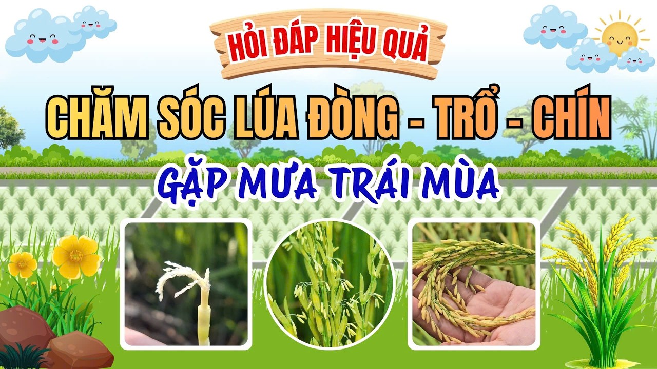 CHĂM SÓC LÚA ĐÒNG – TRỔ – CHÍN GẶP MƯA TRÁI MÙA| HỎI ĐÁP HIỆU QUẢ #farming #agriculture