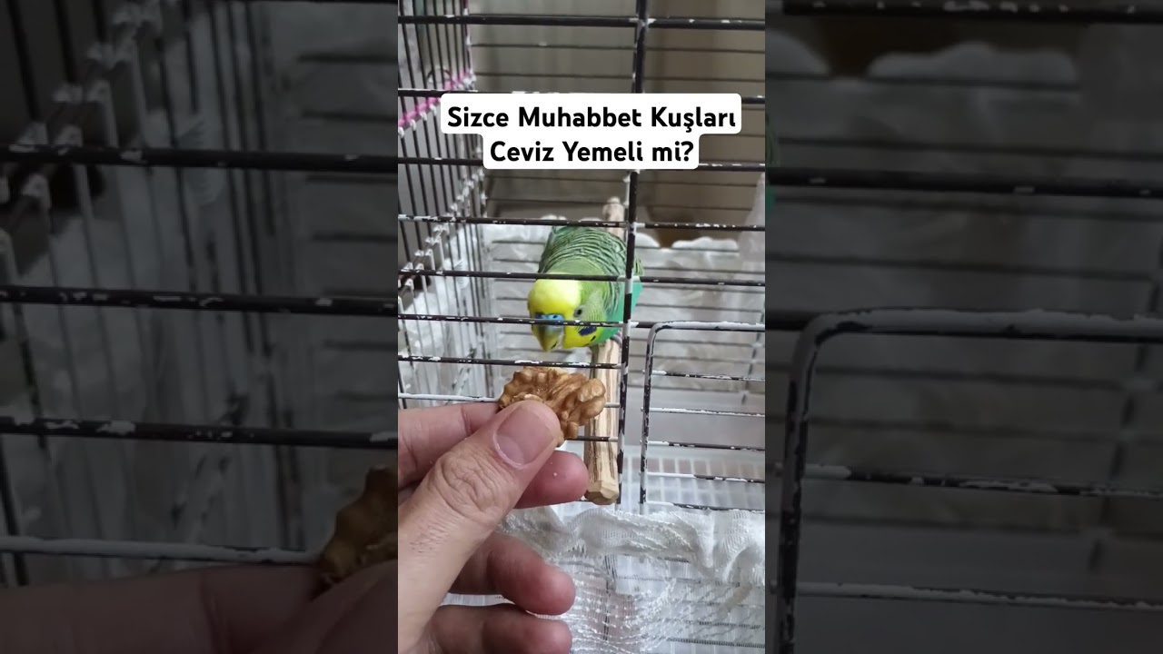 Sizce Muhabbet Kuşları Ceviz Yemeli mi? #muhabbetkuşufıstık #muhabbetkusu #muhabbetkuslari #kuslar