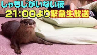 カワウソしゃもじがいない理由をお話します。