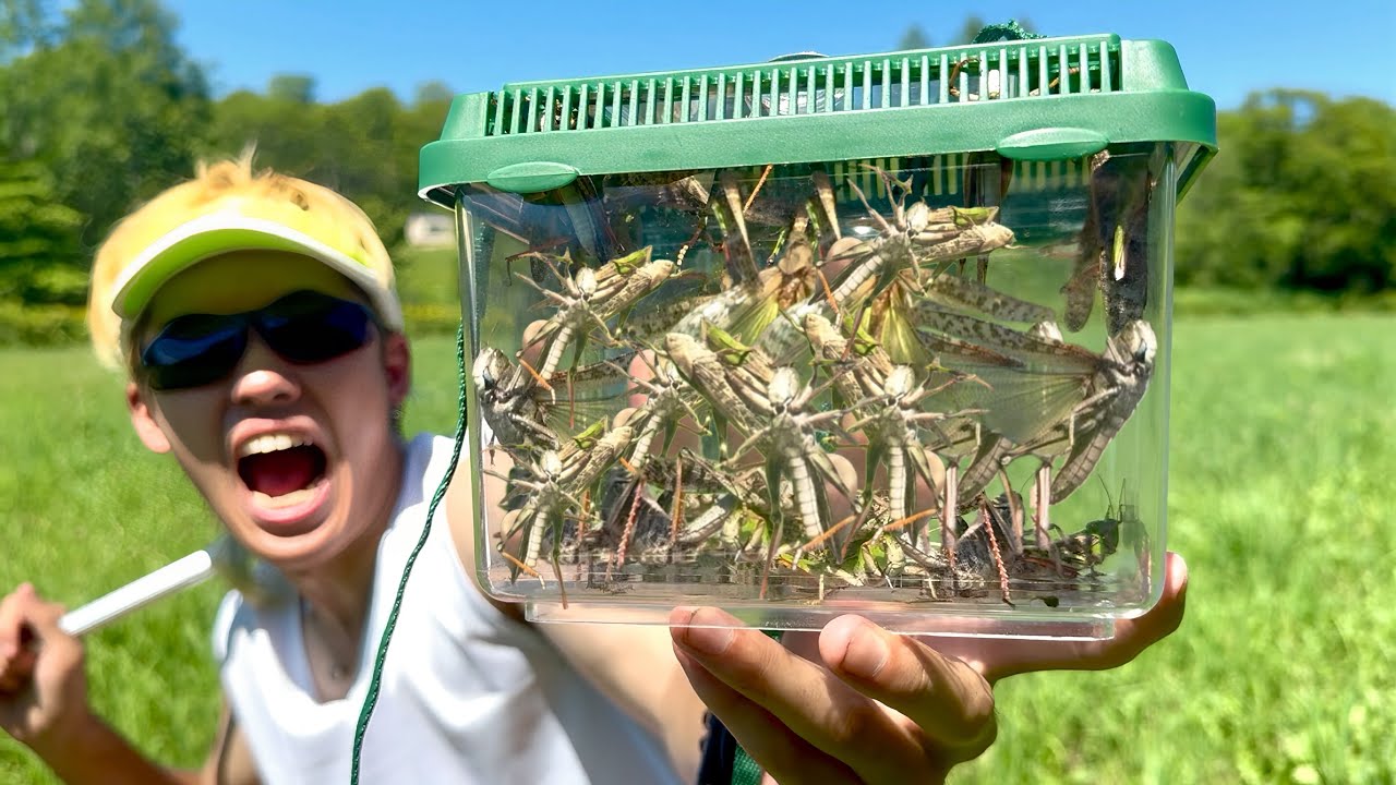 【閲覧注意】地獄のトノサマバッタ大量捕獲がヤバすぎた.....