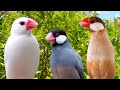 Cara Mengenali Jantina Java Sparrow | IM CHANNEL