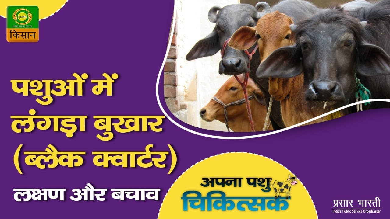 अपना पशु चिकित्सक : पशुओं में लंगड़ा बुखार ब्लैक क्वार्टर लक्षण और बचाव | May 21, 2023
