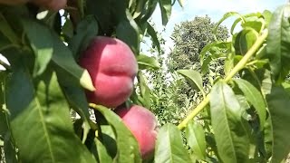 Peach Ruby Prince (Ruby Prince)