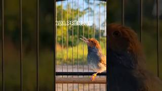 Download Lagu PRENJAK GACOR 3 LAGU #prenjak #pikatburung #suarapikat MP3