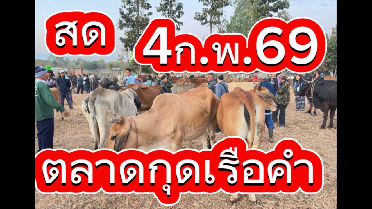 ชมบรรยากาศตลาดนัดโคกระบือกุดเรือคำ อ.วานร จ.สกลนคร #ราคาวัววันนี้ 4/2/69