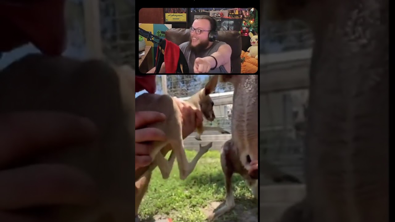 TIL: What A Kangaroo "Pouch" actually is |