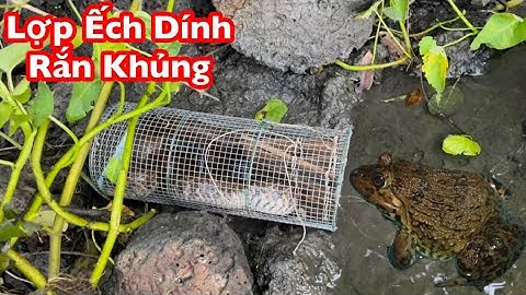 Đặt Lợp Bẫy Ếch Nhưng Trúng Cả Rắn Khủng  | Chuyện Lạ Có Thật