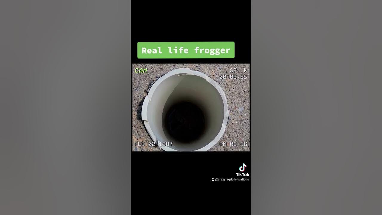 Real Life Frogger!? - YouTube