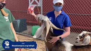 LIVE! at the Houston SPCA Adoption Center - Farm Animal Edition
