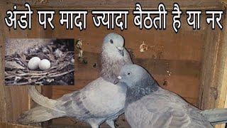 Ando pr kaun jyada baithta hai nar ya mada