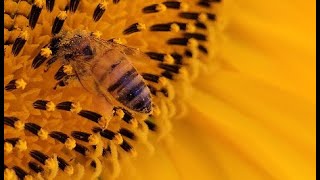 Bees Pollinating Sunflowers in UDH 4K