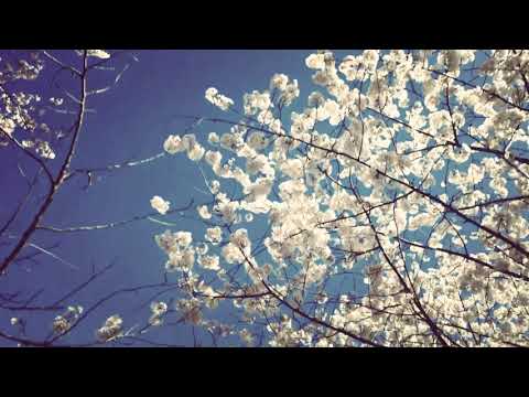 Eternal -  Original classical music inspired by Spring..