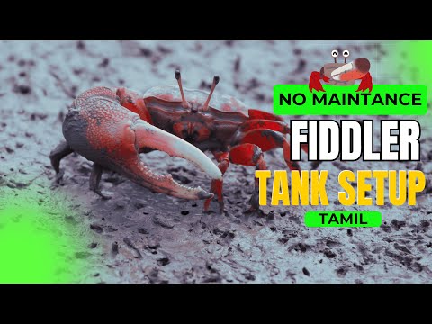No-Maintenance Tank for Fiddler Crabs | Easy Setup & Care