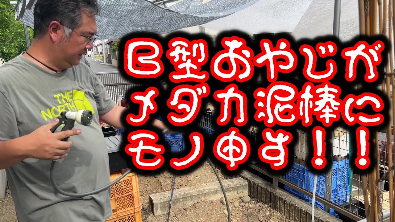 【めだか】メダカ泥棒に言いたいことがある！　Ｂ型おやじ