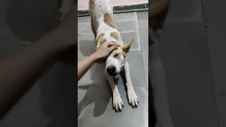 biiiiig stretch #dog #ihavethisthingwithplants #animals #goodboy #stretching #flexibility #onlypaws