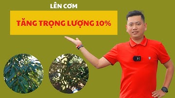 Lên Cơm - Tăng Trọng Lượng 10% | Nông Nghiệp Tây Nguyên TKA