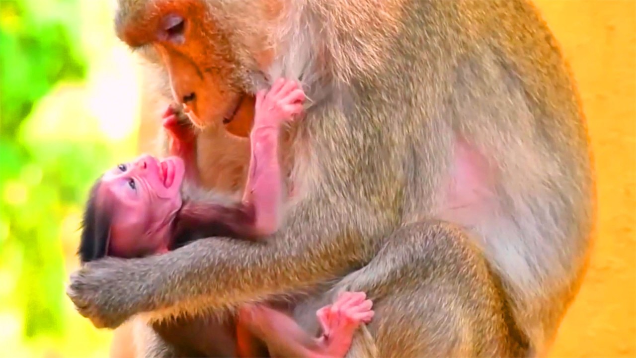 So Breaking Heart...The Old Monkey Mother Decides To Stop Her BB Milk Pity