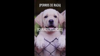 ROUSS JEZ (RJ) PERROS HERMOSOS DE RAZA 0