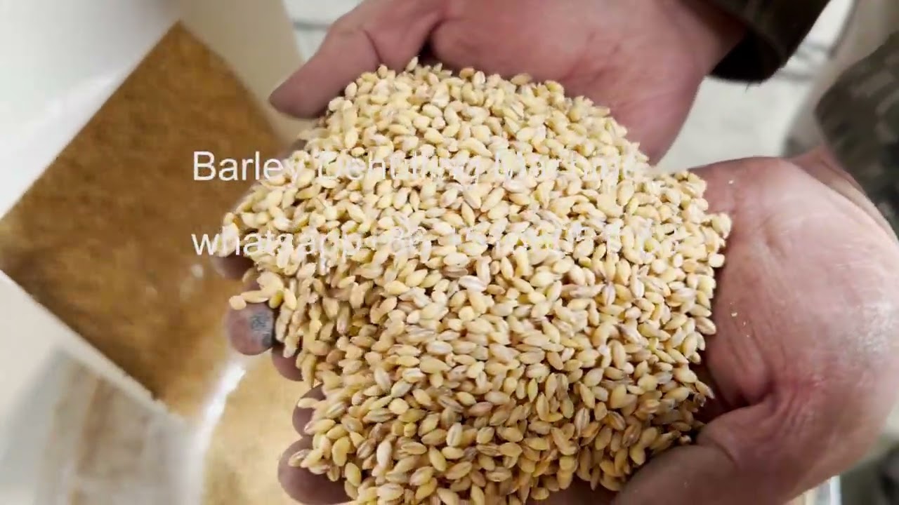 Barley Dehulling Machine/Barley shell dehusker/barley peeling machine 