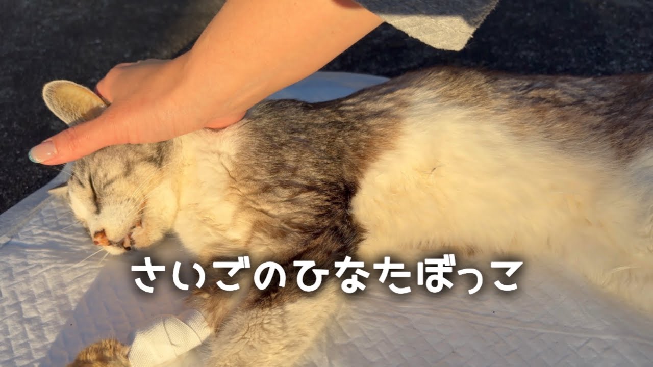 【地域猫】幸せだったかなぁ、と思いながら見届けた記録