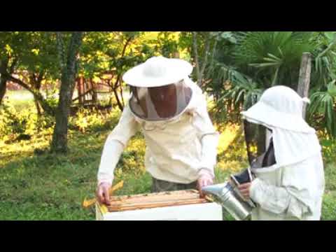 მეფუტკრეეთან თანამშრომლობა mp4