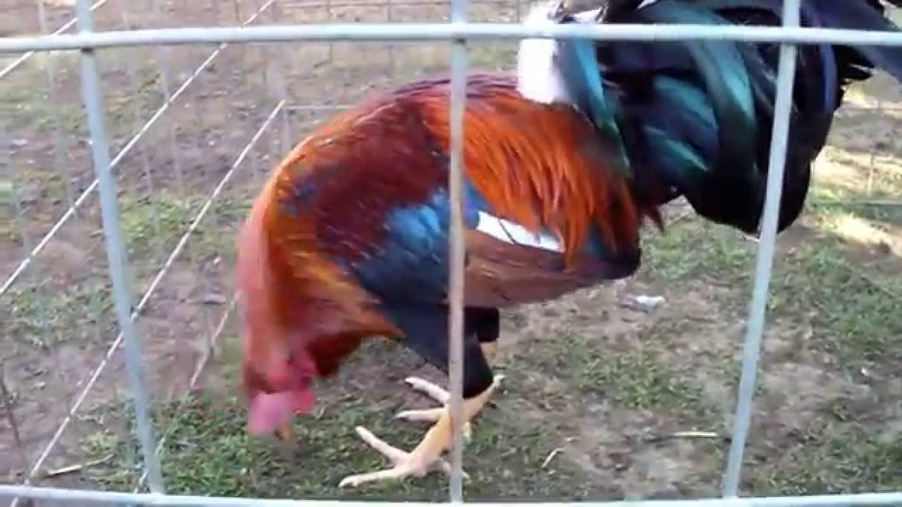 COWAN ROUND HEAD III.Junior Belt. RANCHO GUAJARDO YouTube