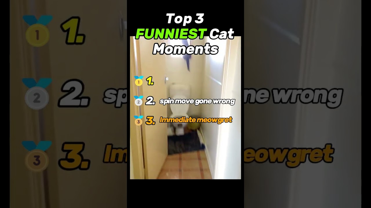 Top 3 Funniest Cat Videos Ever 😂 #2 Is Internet Gold! | Hilarious Cat Fails
