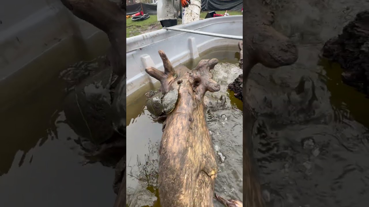 110 Turtles Were Hiding in This Pond
