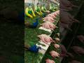 How Do The Chinese Raise Millions Of Peacock For Meat Eggs By Shiksha SQUARE