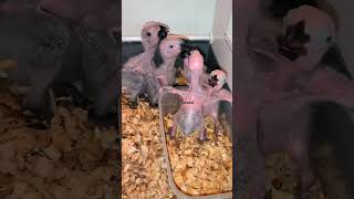 Hasil Penangkaran Burung Paruh Bengkok, Breeding Parrot 2023.