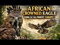 African Crowned Eagle: King of the Forest Canopy