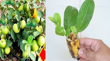 Banana Rooting ||  How To Grow Guava Leaf In A Banana natural rooting hormone {Gardening Rooting}