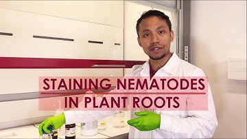 STAINING ENDOPARASITIC NEMATODES IN PLANT ROOTS