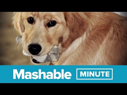 فيديو: لماذا يأكل الكلب الجوارب؟