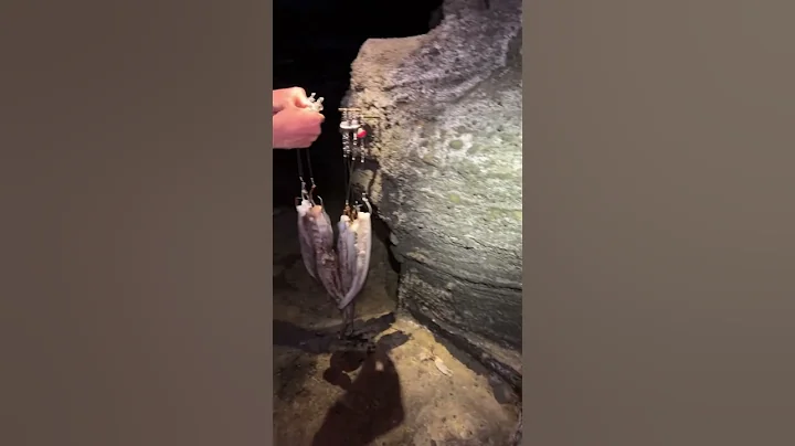 31lb White Ulua (GT)