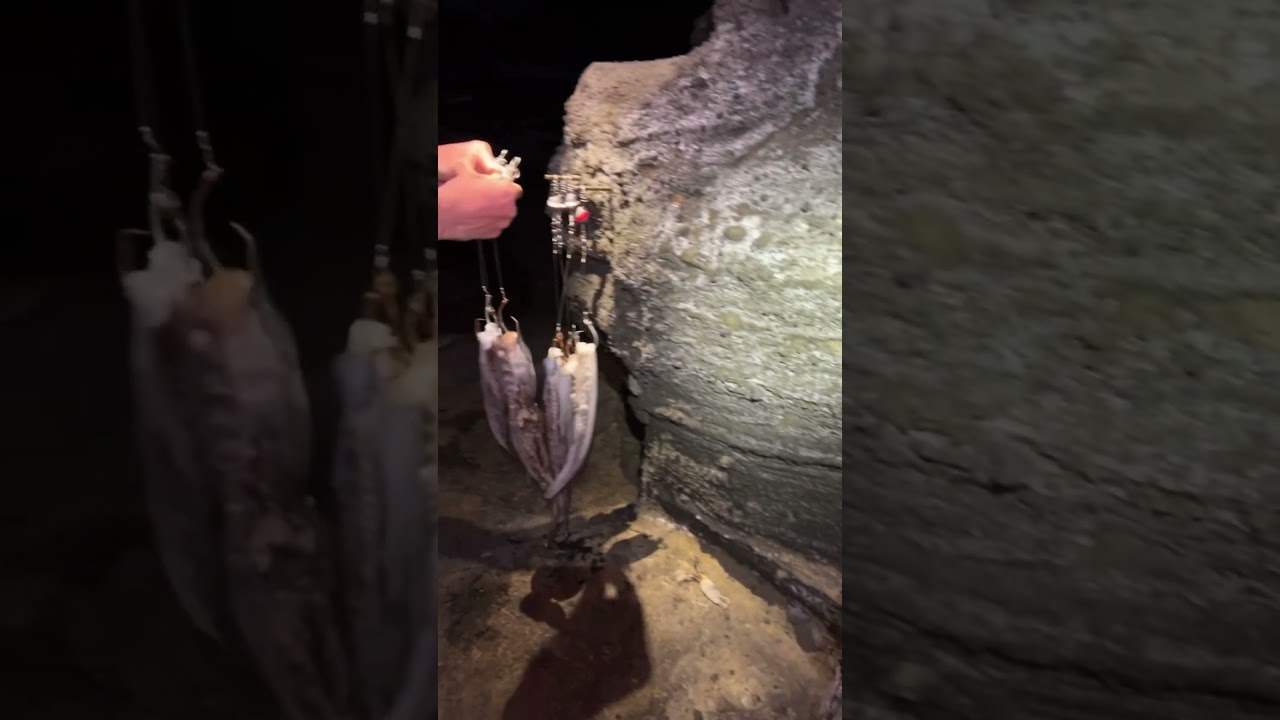 31lb White Ulua (GT)