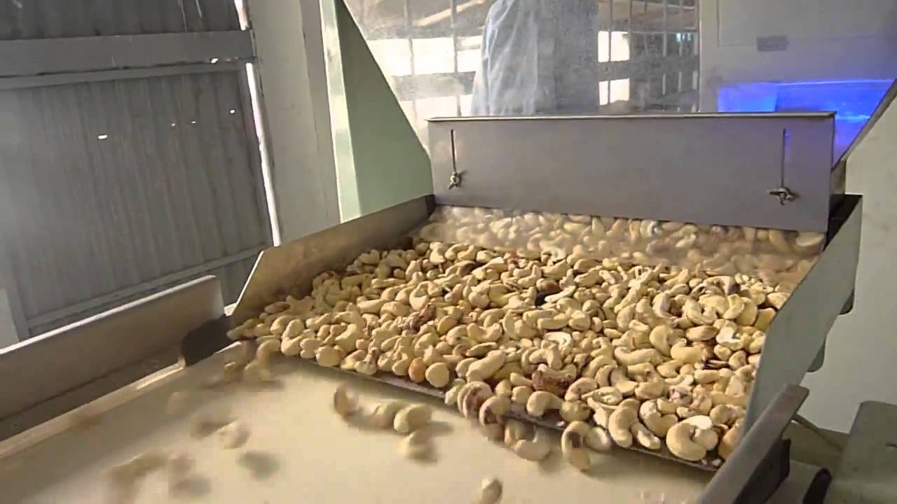 Cashew Nuts Sorting by Belt type Color Sorter - YouTube