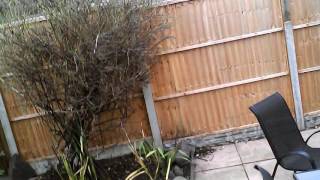 201612 Wayne's Garden 5