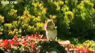 Beatbox Squirrel.avi