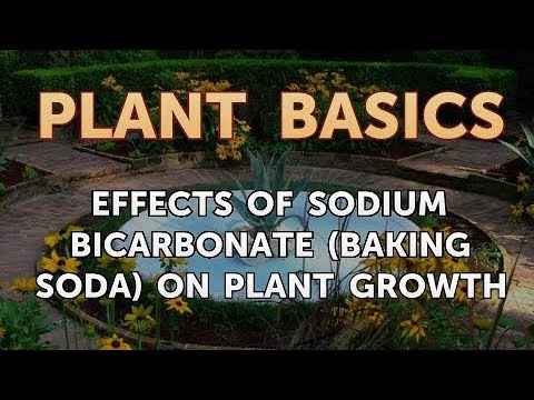 Video: Soda Pop On Plants - Efectos de la soda en el crecimiento de las plantas