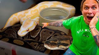 HOW I BREED SNAKES!! | BRIAN BARCZYK