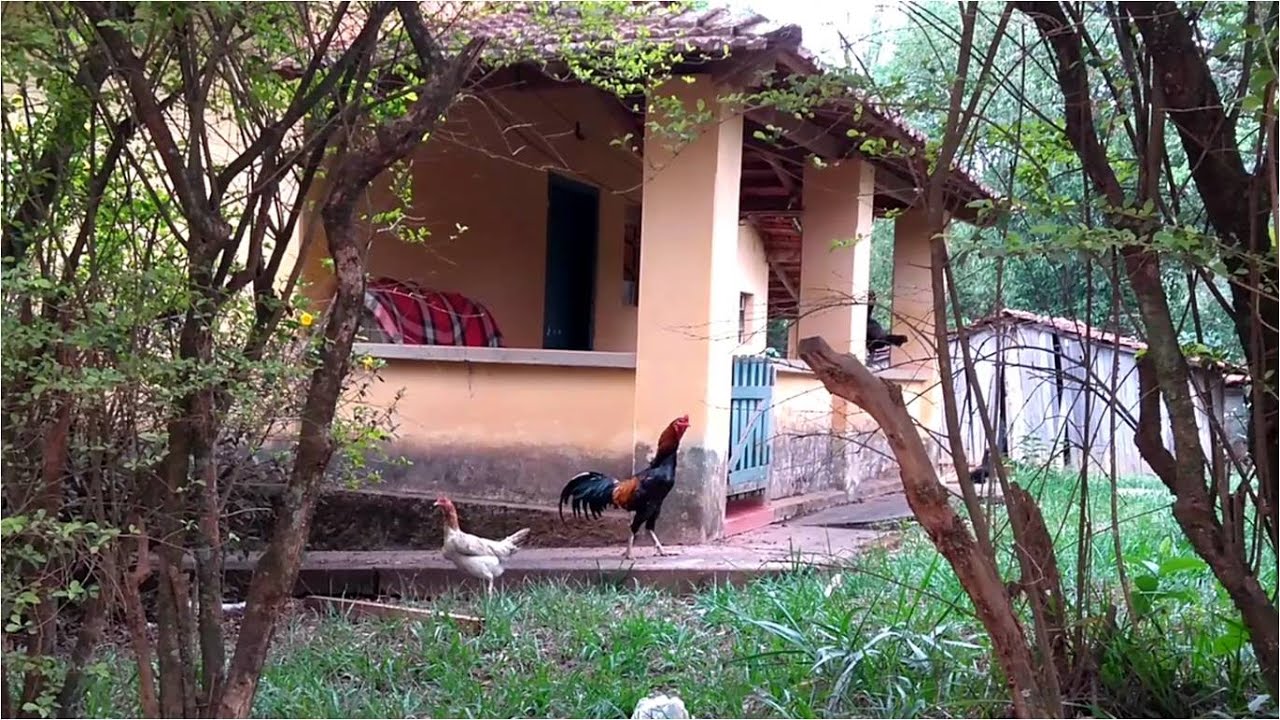fazenda gordura em guaranésia mg
