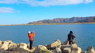 Catching flatfish one after another with lures in broad daylight