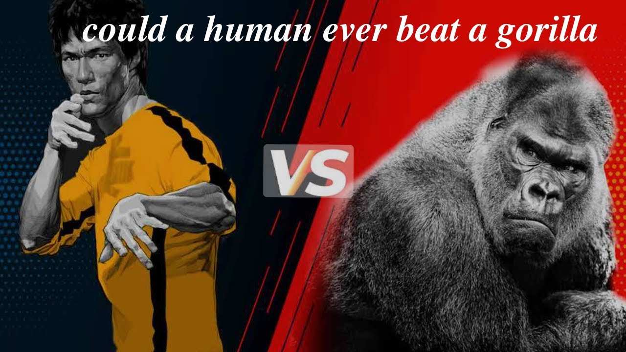 Could a human ever beat a gorilla? gorilla animals YouTube