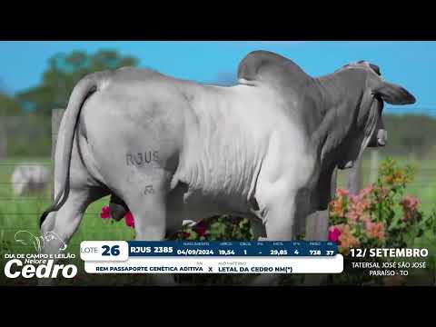 Lote 26   RJUS 2385