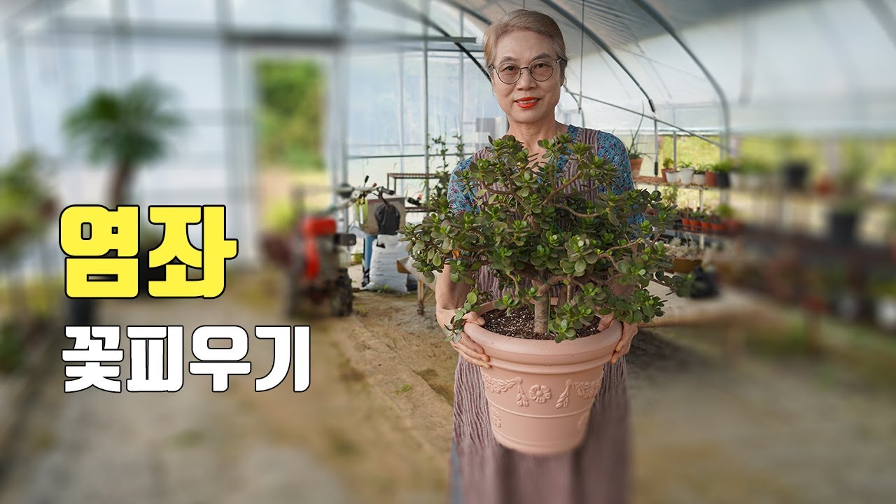 염좌꽃을 피울려면 꼭 이렇게 하세요