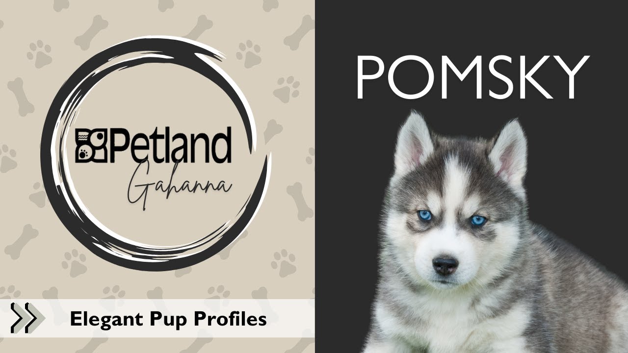 Pomsky Breed Facts